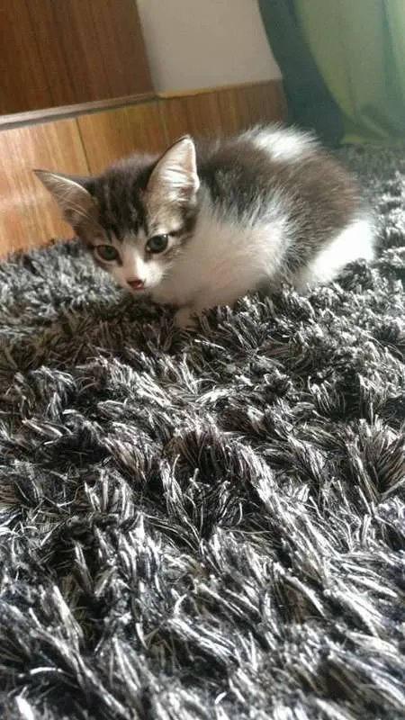 Gato ra a  idade 2 a 6 meses nome sem nome