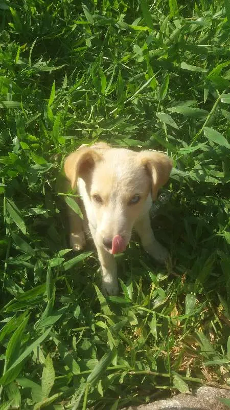 Cachorro ra a Vira lata idade 7 a 11 meses nome Bug