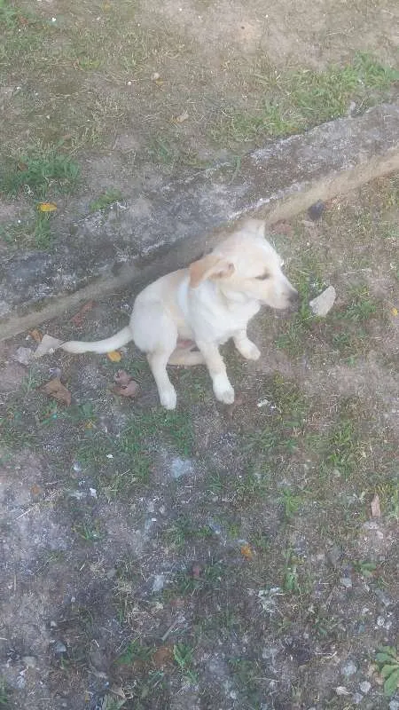 Cachorro ra a Vira lata idade 7 a 11 meses nome Bug