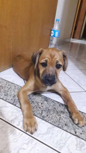 Cachorro raça Mistura c viralata idade Abaixo de 2 meses nome A escolher