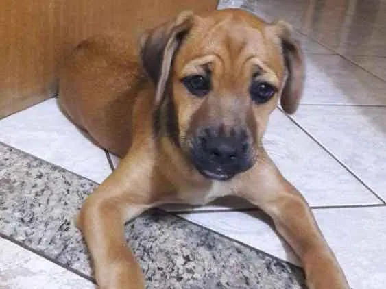 Cachorro ra a Mistura c viralata idade Abaixo de 2 meses nome A escolher