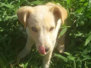 Cachorro raça Vira lata idade 7 a 11 meses nome Bug