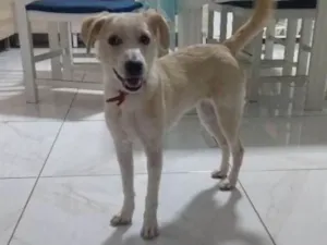 Gato raça Srd idade  nome Julieta