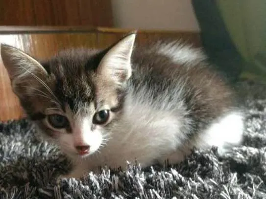 Gato ra a  idade 2 a 6 meses nome sem nome