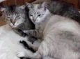 Peteleco & Lindinha