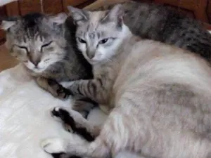 Gato raça  idade 6 ou mais anos nome Peteleco & Lindinha
