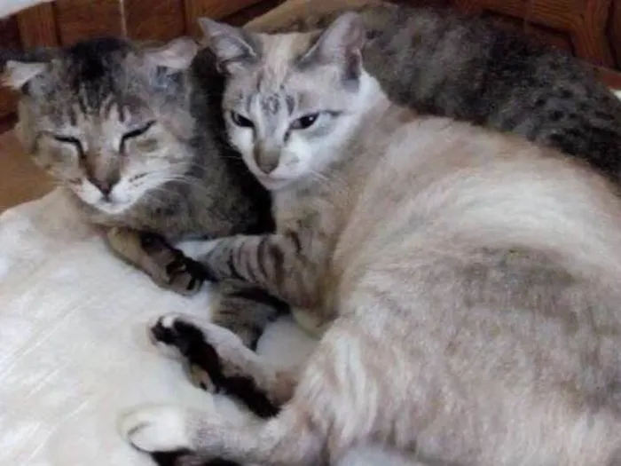 Gato ra a  idade 6 ou mais anos nome Peteleco & Lindinha