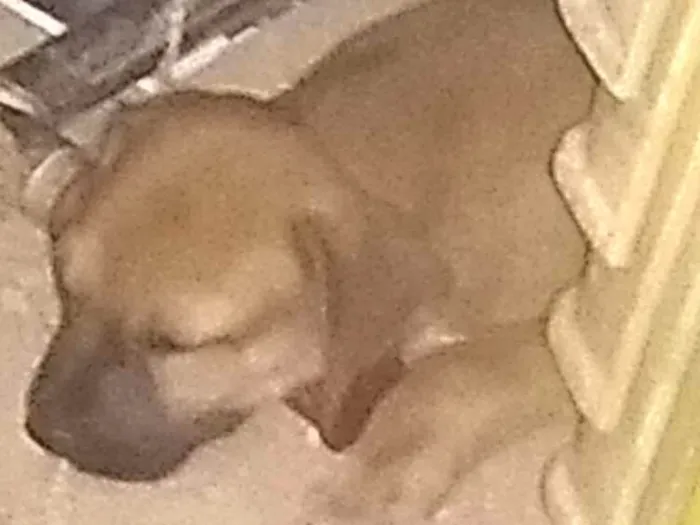 Cachorro ra a Indefinido idade Abaixo de 2 meses nome Vários