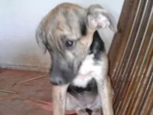 Cachorro raça Srd idade 2 a 6 meses nome A definir