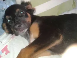 Cachorro raça Srd idade 2 a 6 meses nome A definir