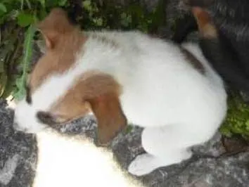 Cachorro ra a Idefinida idade Abaixo de 2 meses nome Não tem nome