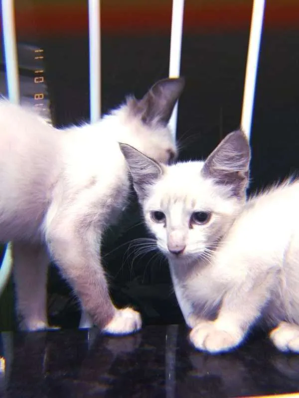 Gato raça  idade 2 a 6 meses nome Sem nome