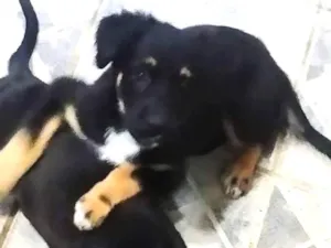 Cachorro raça SRD idade 2 a 6 meses nome Vivi