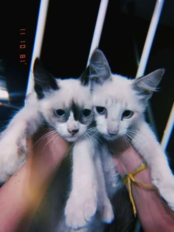 Gato raça  idade 2 a 6 meses nome Sem nome