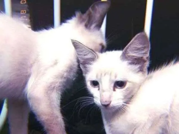 Gato raça  idade 2 a 6 meses nome Sem nome