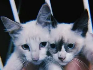 Gato raça  idade 2 a 6 meses nome Sem nome