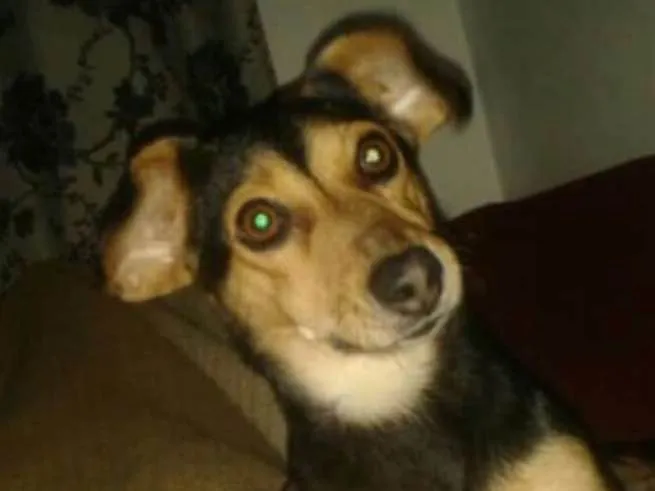 Cachorro ra a  idade 7 a 11 meses nome Anita