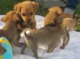 Elvis, Max e Apollo
