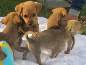 Cachorro raça SRD idade Abaixo de 2 meses nome Elvis, Max e Apollo