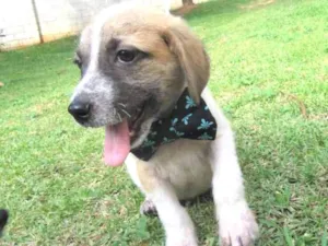 Cachorro raça SRD idade 2 a 6 meses nome Oliver
