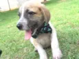 Oliver