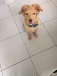 Apolo 