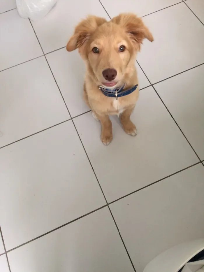 Cachorro ra a golden  idade 2 a 6 meses nome Apolo 