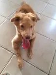 Apolo 