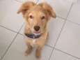 Apolo 