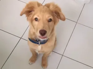 Cachorro raça golden  idade 2 a 6 meses nome Apolo 