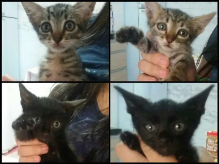 Gato ra a sem raça idade 2 a 6 meses nome sem nome