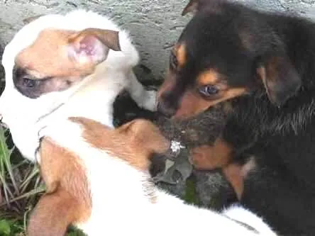 Cachorro ra a Idefinida idade Abaixo de 2 meses nome Não tem nome