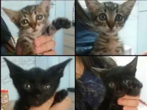 Gato raça sem raça idade 2 a 6 meses nome sem nome