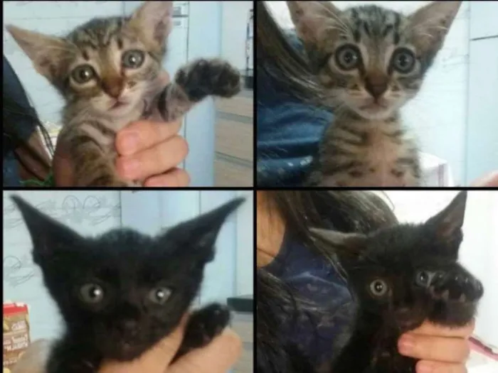 Gato ra a sem raça idade 2 a 6 meses nome sem nome