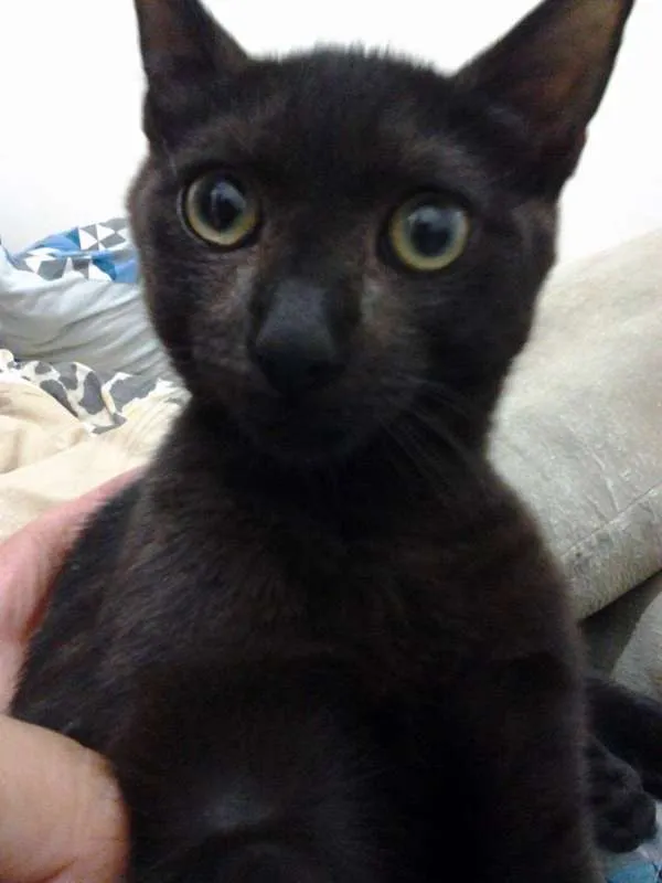 Gato ra a srd idade 7 a 11 meses nome felix