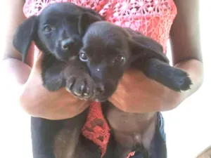 Cachorro raça Vira-lata idade 2 a 6 meses nome Pretinha