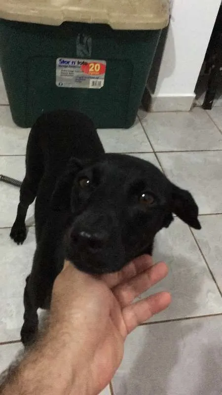 Cachorro ra a SRD idade 2 anos nome Pretinha GRATIFICA