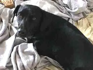 Cachorro ra a SRD idade 2 anos nome Pretinha GRATIFICA