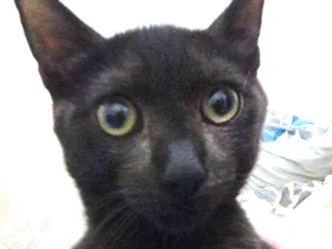 Gato raça srd idade 7 a 11 meses nome felix