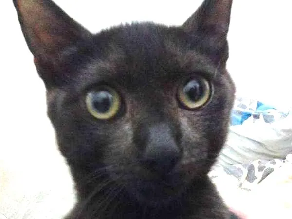 Gato ra a srd idade 7 a 11 meses nome felix