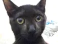 felix