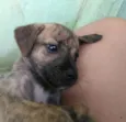 Amora