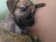 Amora