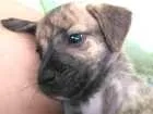 Cachorro raça Vira lata idade 2 a 6 meses nome Amora
