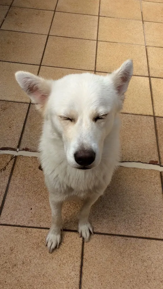 Cachorro ra a Akita com labrador e pinscher idade 3 anos nome Ursula e Mário 