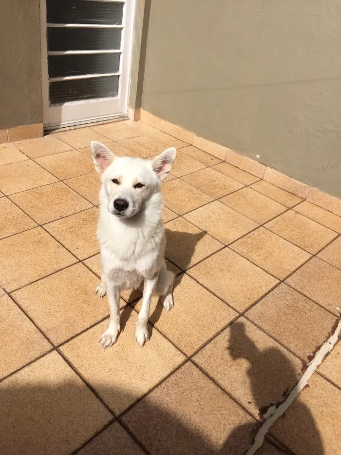 Cachorro ra a Akita com labrador e pinscher idade 3 anos nome Ursula e Mário 