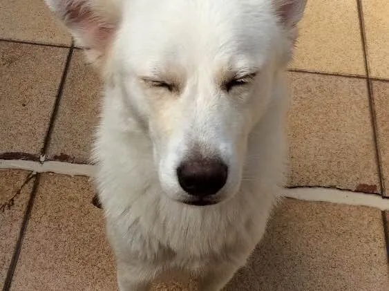 Cachorro ra a Akita com labrador e pinscher idade 3 anos nome Ursula e Mário 