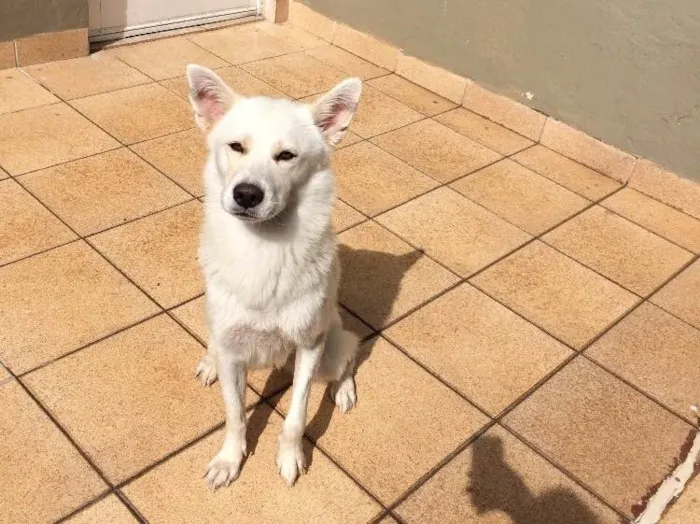 Cachorro ra a Akita com labrador e pinscher idade 3 anos nome Ursula e Mário 