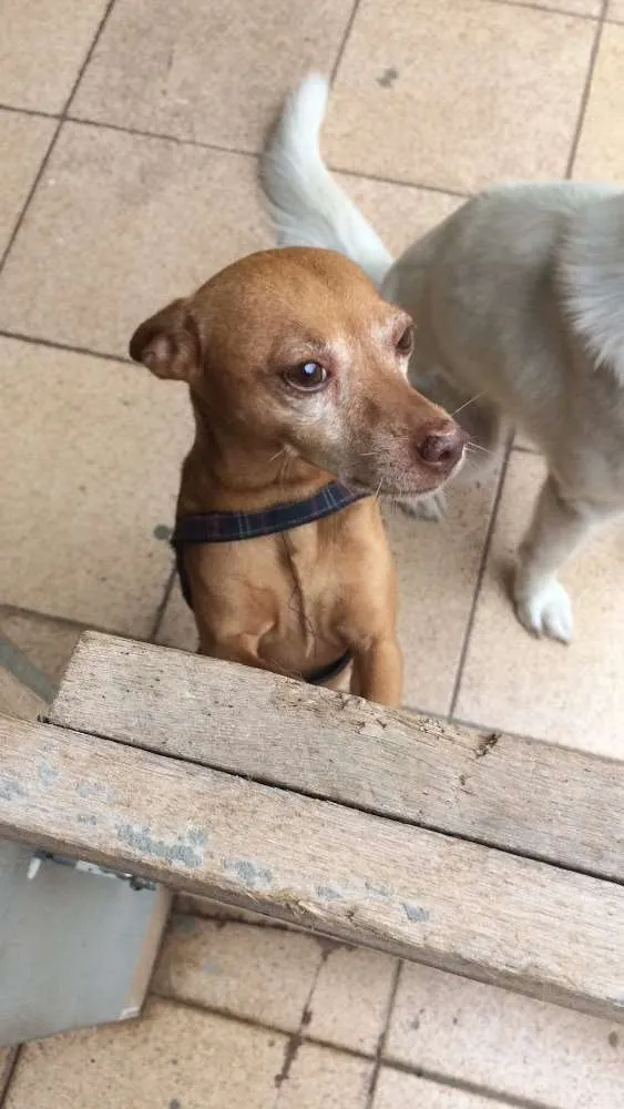 Cachorro ra a Pinscher idade 5 anos nome Mário 