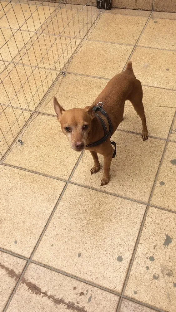 Cachorro ra a Pinscher idade 5 anos nome Mário 